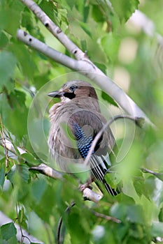 Portrait of standing eurasian jay. Garrulus glandarius