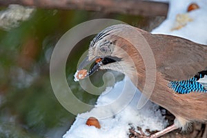 Portrait of standing Eurasian Jay - Garrulus glandarius. Bird in the crow family