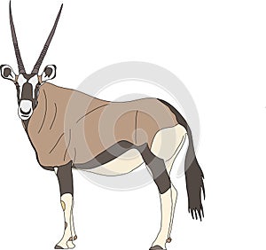 Portrait of a standing Gemsbok with two horns looking