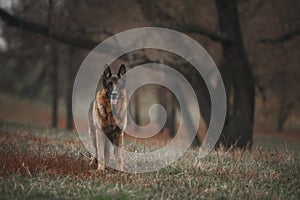 Portrait of a standing german shepherd dog