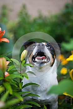 Portrait of a standing Jack Russell terrier outside at a park