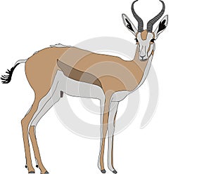 Portrait of a standing springbok