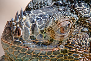 Portrait of staring Iguana