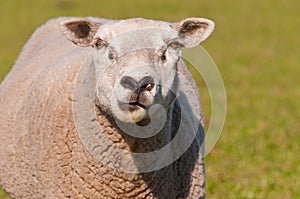 Portrait of a staring sheep in sunlight