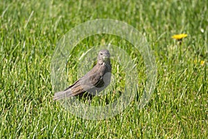 Starling chick in spring
