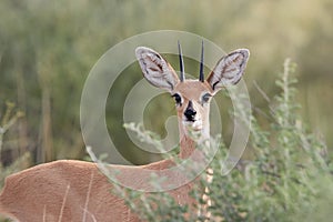 Portrait of Steenbok, Raphicerus campestris, wild animal in Kalahari, behind bushes. Small antelope on red sand of Kgalagadi.