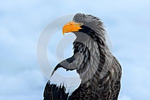 Portrait Steller`s sea eagle, Haliaeetus pelagicus, bird with white snow, Hokkaido, Japan. Wildlife action behaviour scene from n