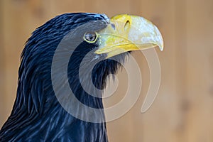 Portrait of Steller`s sea Eagle, Haliaeetus pelagicus, which belongs to the largest eagles