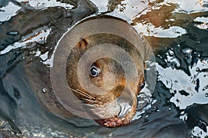 Portrait Steller Sea Lion (Eumetopias Jubatus)