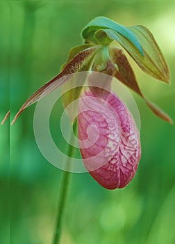 A portrait of a stemless Lady`s Slipper Orchid