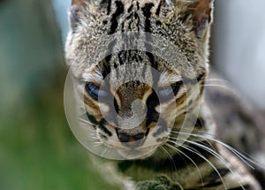 Portrait of a steppe cat sitting close