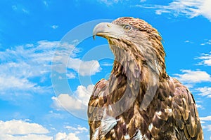 Portrait of steppe eagle