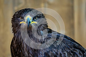 Portrait of a steppe eagle