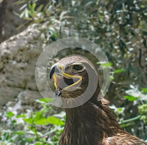 Portrait of a Steppe Eagle