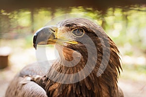 Portrait of a steppe eagle outdoors close-up