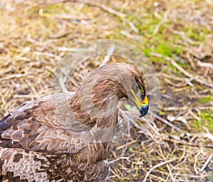 Portrait of steppe eagle