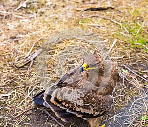Portrait of steppe eagle