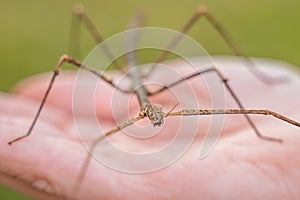 Portrait of a stick insect close-up on the biologist`s hand. The study of rare exotic ghost insects