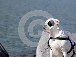 Portrait of stocky, strong-looking American Bulldog in the yard of the house