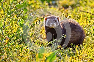 Portrait of a stone marten