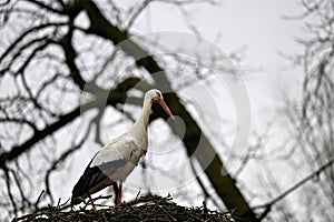 Portrait of a stork