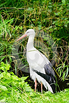 Portrait of a stork. Bird in natural habitat