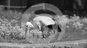 Portrait of a stork with lowered head in black and white