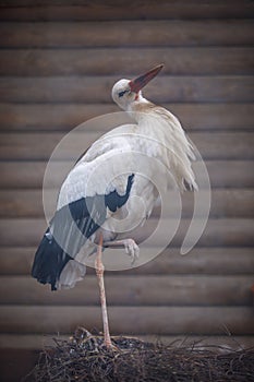 Portrait of a stork standing close to the nest on the roof