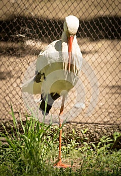 Portrait of a stork at the zoo