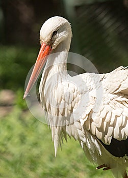 Portrait of a stork at the zoo