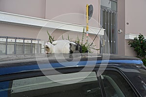 Portrait of a stray black and white cat lying and basking on the roof of the car.