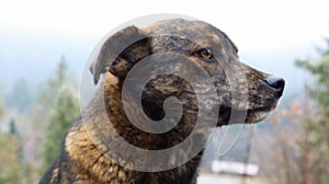 Portrait of a stray brown cute puppy. Head shot of a dog with blurry background with space for text. A sad looking street dog is