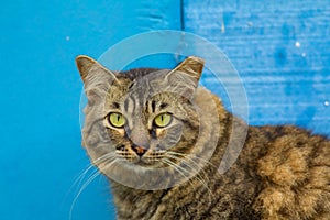 Portrait of a stray cat with big green eyes looking into the camera with textured blue background.