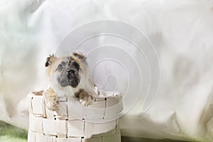 Portrait of stray dog in basket photo studio with copy space. International Homeless Animals Day