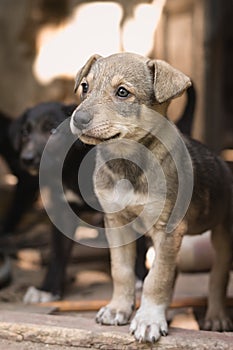 Portrait of a stray dog puppy close-up vertical shot