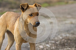 Portrait of stray female dog looking with stare