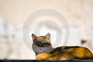 A portrait of a stray orange cat sitting on the roof with its eyes closed.