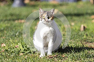 Portrait of a stray pregnant cat in park. photo