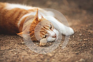 Portrait of a stray red cat. Ginger Stray cat lying outdoors in Greece