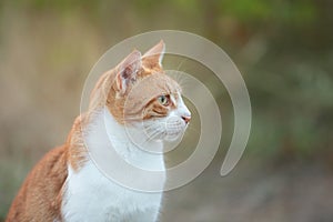 Portrait of a stray red cat. Ginger Stray cat sitting outdoors in Greece