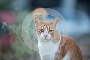 Portrait of a stray red cat. Ginger Stray cat sitting outdoors in Greece at sunset