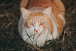 Portrait of a stray red and white cat. Ginger Stray cat lying outdoors in Greece