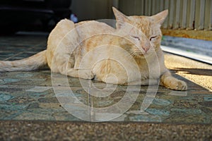 Portrait of strayed cat lying down on the ground.