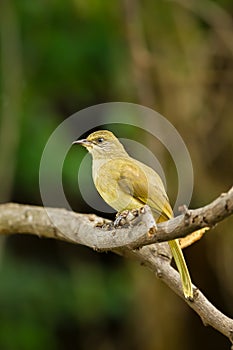 The portrait of Streak-eared Bulbul