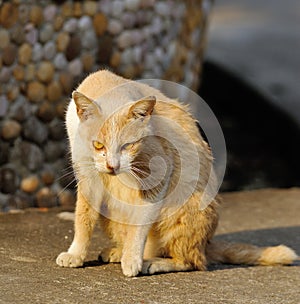 Portrait of a street cat outdoor