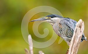 Portrait of a Striated Heron