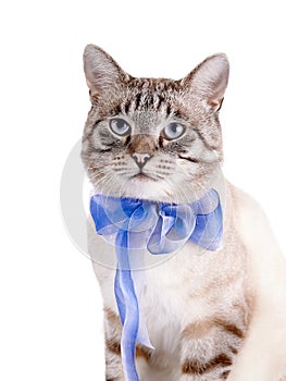 Portrait of a striped cat with a blue tape.