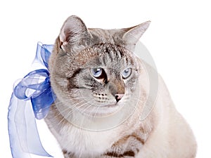 Portrait of a striped cat with a blue tape.