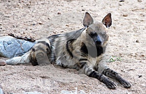 Portrait of striped hyena Hyaena hyaena