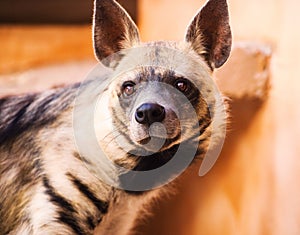portrait of Striped hyena (Hyaena hyaena